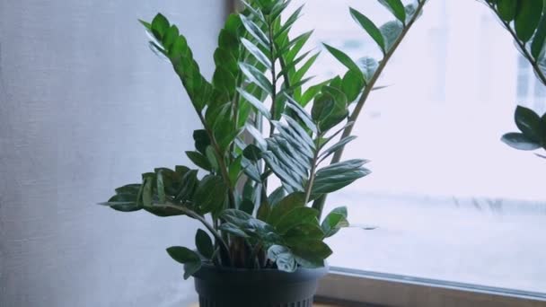 Grüne Pflanzen am Fenster im Café. — Stockvideo