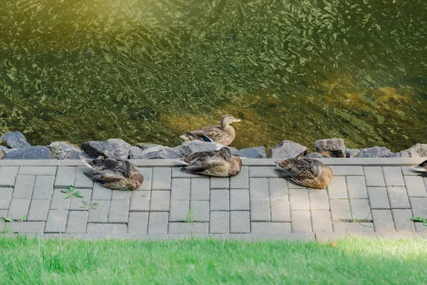 Een paar eenden rusten aan het meer. — Stockfoto