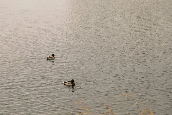 Дикі качки на озері в осінню погоду . — стокове фото