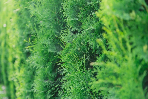 Achtergrond van groene thuja takken, natuurlijke groene textuur. — Stockfoto