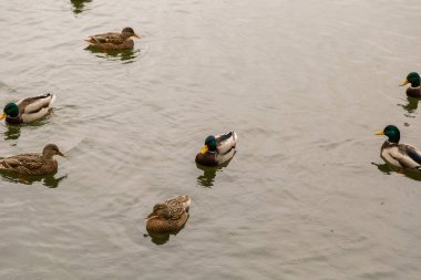 Sonbahar hava gölde yaban ördekleri.