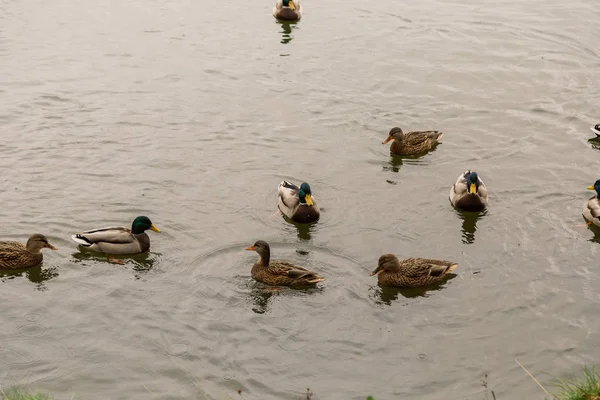 Canards sauvages sur le lac par temps automnal . — Photo