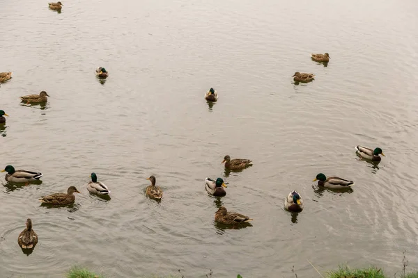 Patos selvagens no lago em clima de outono . — Fotografia de Stock