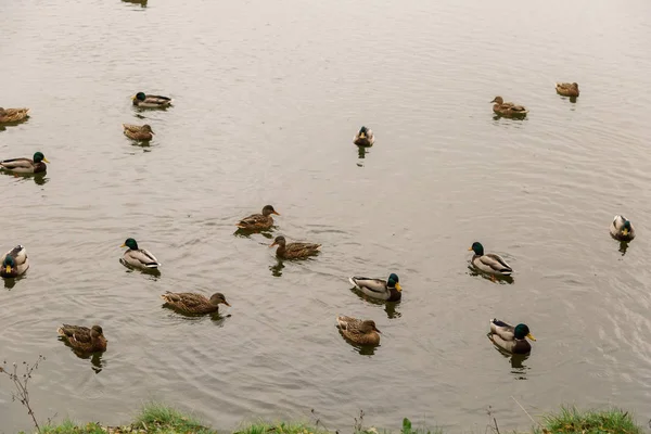 Canards sauvages sur le lac par temps automnal . — Photo