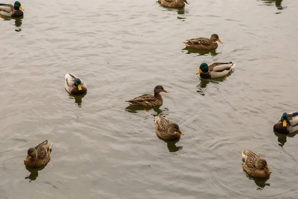 Canards sauvages sur le lac par temps automnal . — Photo