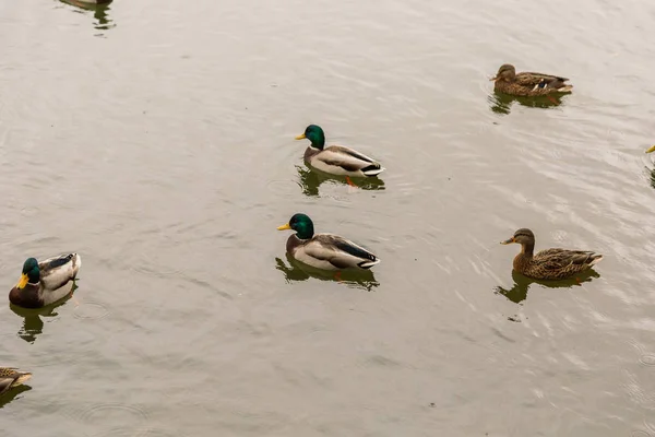 Canards sauvages sur le lac par temps automnal . — Photo