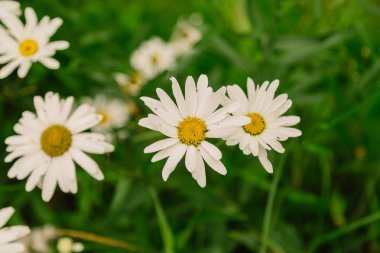 Ekolojik Bahçe ve alan beyaz ve pembe papatya çiçekleri güzel closeup bahar.