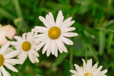 Ekolojik Bahçe ve alan beyaz ve pembe papatya çiçekleri güzel closeup bahar.