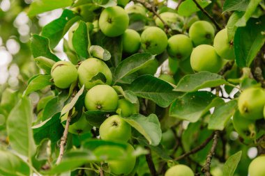 Bir daldaki yeşil elmalar hasat edilmeye hazır, açık havada, seçici bir odak.