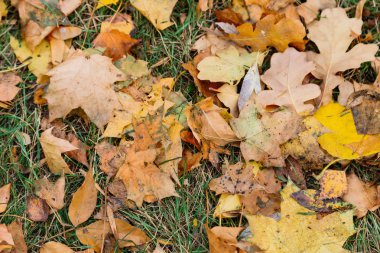 Sonbahar. Çimenlerin üzerinde çok renkli akçaağaç yaprakları var.