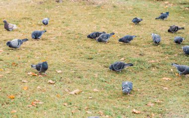 Bizim tüylü arkadaş. Yeşil çimenlerin üzerinde gri güvercinler. Yaz aylarında çim üzerinde güvercin kuşları. Yabani güvercin sürüsü. Rock güvercinler. Güvercin kuşu barışın sembolüdür