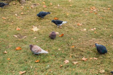 Bizim tüylü arkadaş. Yeşil çimenlerin üzerinde gri güvercinler. Yaz aylarında çim üzerinde güvercin kuşları. Yabani güvercin sürüsü. Rock güvercinler. Güvercin kuşu barışın sembolüdür