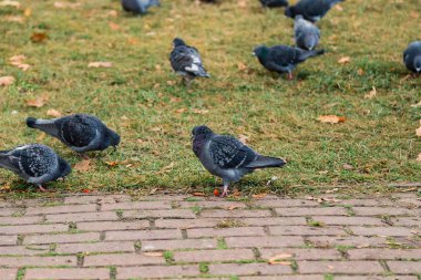 Bizim tüylü arkadaş. Yeşil çimenlerin üzerinde gri güvercinler. Yaz aylarında çim üzerinde güvercin kuşları. Yabani güvercin sürüsü. Rock güvercinler. Güvercin kuşu barışın sembolüdür
