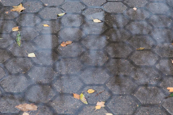 Hojas de otoño en un charco después de la lluvia . — Foto de Stock