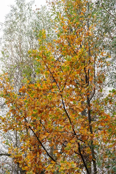 Осіннє золоте листя на гілці дерева . — стокове фото