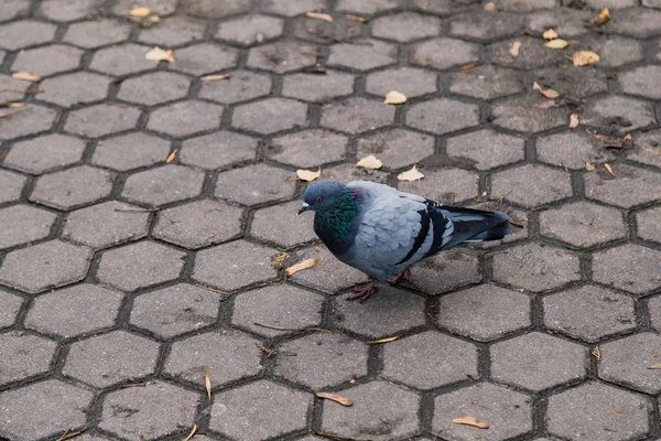 Pombo solitário em asfalto em um parque da cidade. — Fotografia de Stock