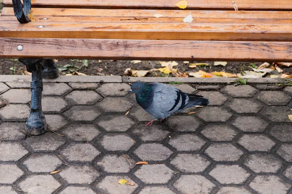 Um pombo solitário está à procura de comida debaixo do banco no parque .. — Fotografia de Stock