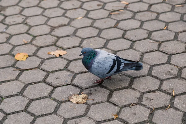 Pombo solitário em asfalto em um parque da cidade. — Fotografia de Stock