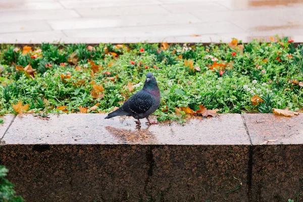 Paloma solitaria sobre asfalto en un parque de la ciudad. —  Fotos de Stock