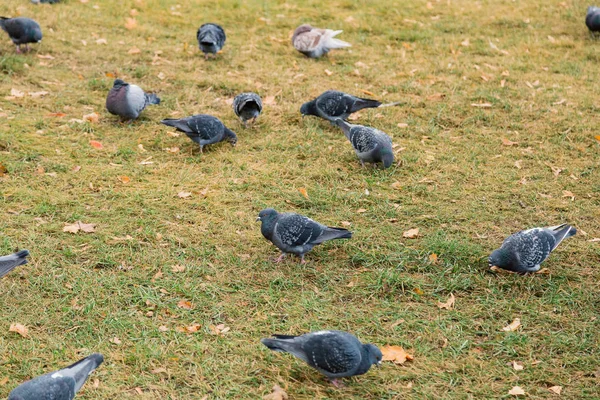 Our feathered friends. Gray pigeons on green grass. Pigeon birds on lawn in summer. Flock of feral pigeons. Rock doves. Dove bird is symbol of peace — Stock Photo, Image