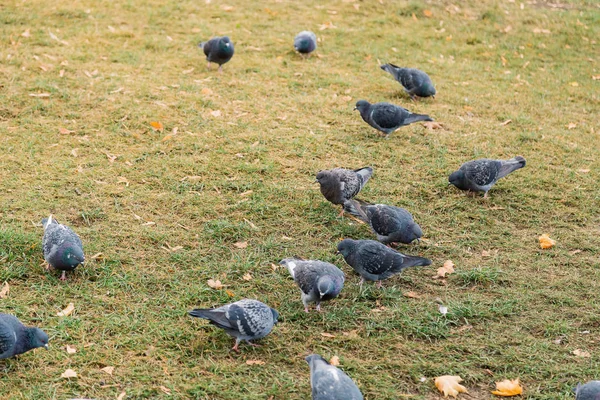 Naši opeření přátelé. Šedá holubů na zelené trávě. Holubí ptáci na trávníku v létě. Hejno holubů. Rock Holubi. Je symbolem míru holubice pták — Stock fotografie