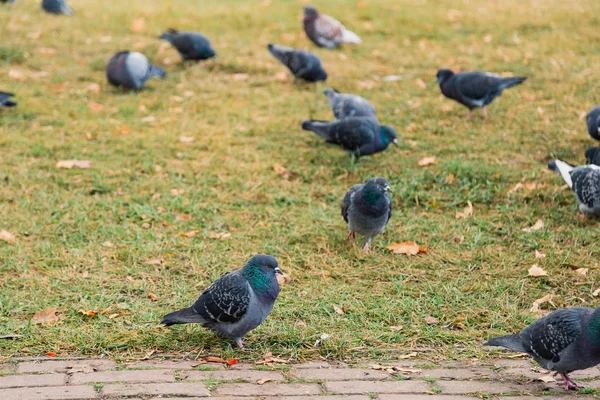 Our feathered friends. Gray pigeons on green grass. Pigeon birds on lawn in summer. Flock of feral pigeons. Rock doves. Dove bird is symbol of peace