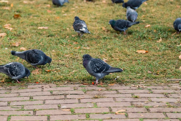 Our feathered friends. Gray pigeons on green grass. Pigeon birds on lawn in summer. Flock of feral pigeons. Rock doves. Dove bird is symbol of peace — Stock Photo, Image