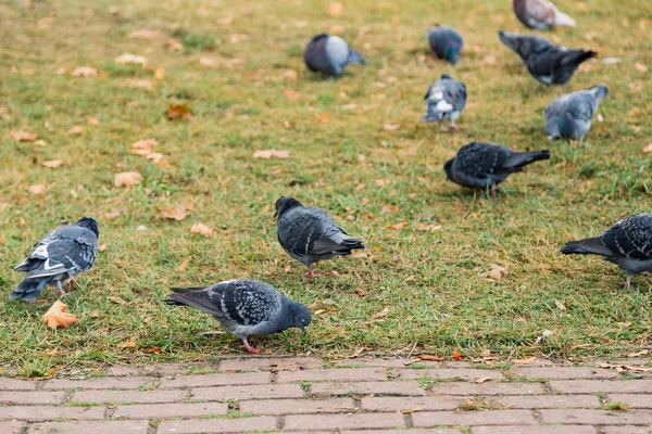 I nostri amici piumati. Piccioni grigi sull'erba verde. Uccelli piccione sul prato d'estate. Gregge di piccioni selvatici. Piccioni. Colomba uccello è simbolo di pace — Foto Stock