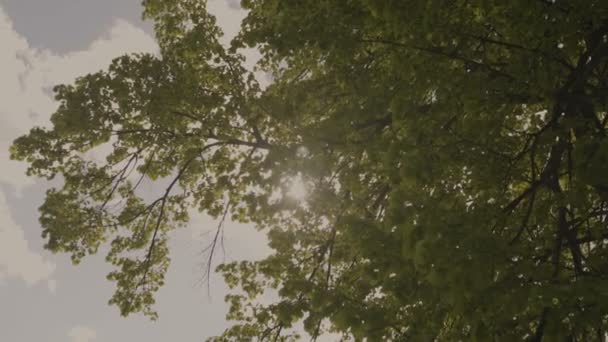 Los rayos del sol brillan a través de las ramas y hojas del árbol — Vídeos de Stock