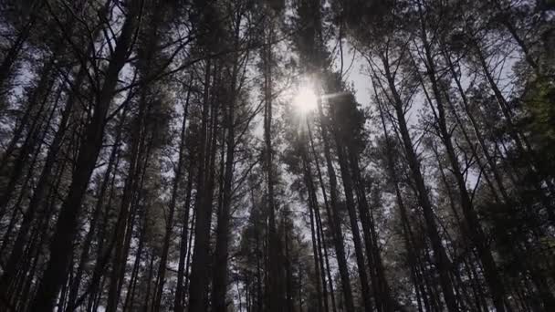 Ήλιος λάμπει ηλιαχτίδες μέσα από τα κλαδιά και τα φύλλα των δέντρων στο πεύκο αφήνει Forest.Sunbeams μέσω του ξύλου σε κίνηση. Οξύνοντας ήλιο μέσω Branches.Sun ακτίνες σε πεύκα δάσος steadycam μετακίνηση — Αρχείο Βίντεο