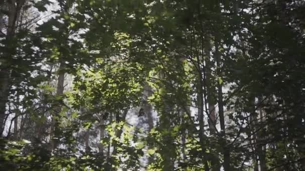 Sol brilhando raios de sol através de ramos e folhas de árvores na floresta de pinho. raios de sol através de folhas de madeira em movimento. Sun Peaking Through Branches.Sun raios em floresta de pinheiros movimento steadycam — Vídeo de Stock