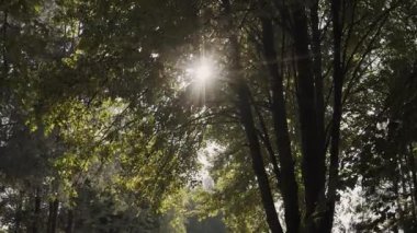 Güneş içinde çam dalları ve yaprakları ağaçların güneş parlayan Forest.Sunbeams ahşap ile hareket halinde bırakır. Güneş Peaking ile Branches.Sun ışınları çam ormanı steadycam içinde hareket