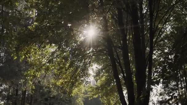 Solen skiner solstrålar genom grenar och blad av träd i Pine Forest.Sunbeams genom trä lämnar i rörelse. Solen topp genom Branches.Sun strålar i pine forest steadycam flytta — Stockvideo