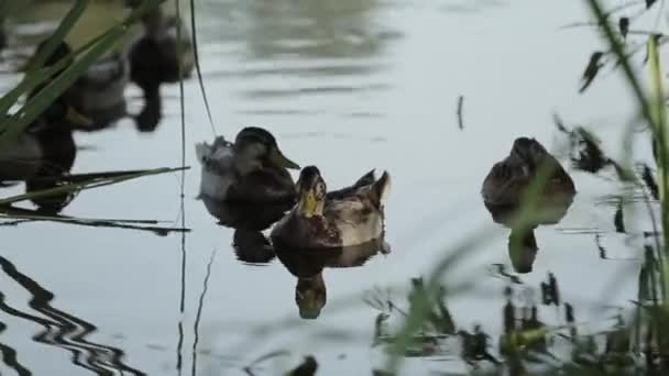 Egy fészekalja a kacsák úszni közel a bozót a tó. Vadon élő madarak, élőhelyük. — Stock videók