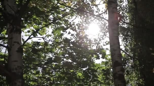 Ήλιος λάμπει ηλιαχτίδες μέσα από τα κλαδιά και τα φύλλα των δέντρων στο πεύκο αφήνει Forest.Sunbeams μέσω του ξύλου σε κίνηση. Οξύνοντας ήλιο μέσω Branches.Sun ακτίνες σε πεύκα δάσος steadycam μετακίνηση — Αρχείο Βίντεο