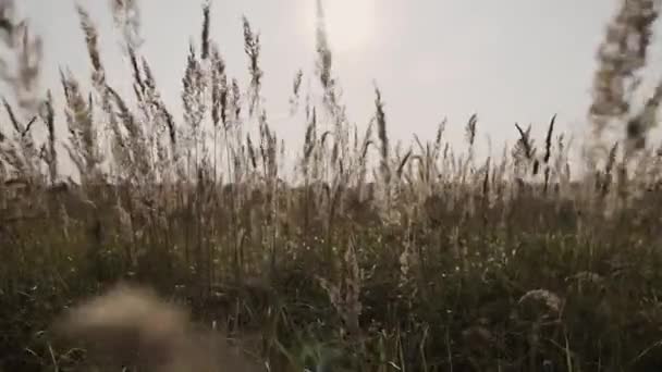 A câmera se move sobre a grama no prado. Nublado . — Vídeo de Stock