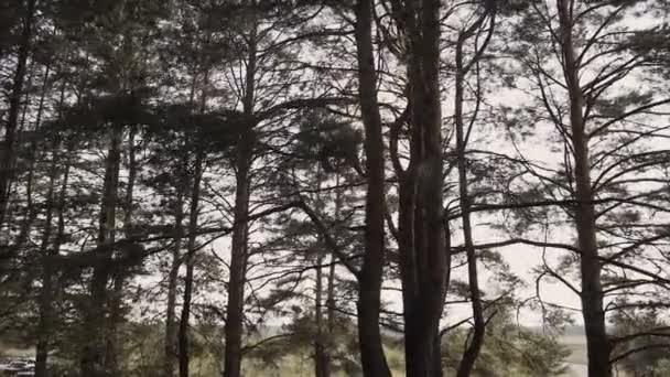 Sol Rayos de sol brillantes a través de ramas y hojas de árboles en el bosque de pinos. Rayos de sol a través de hojas de madera en movimiento. Sol pico a través de las anclas Rayos .Sun en el bosque de pinos steadycam movimiento — Vídeo de stock