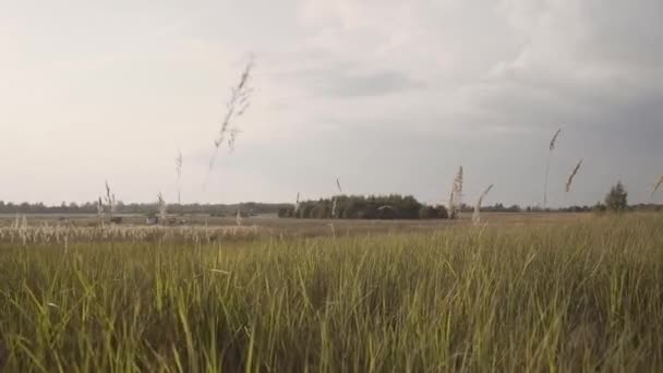 De camera beweegt over het gras op de weide. Bewolkt. — Stockvideo