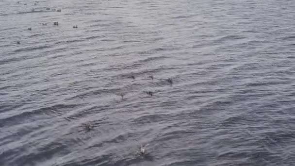 Ένα τσούρμο από πάπιες κολυμπούν κοντά στο συστάδες του τη λίμνη. Άγρια πτηνά στο βιότοπό τους. — Αρχείο Βίντεο