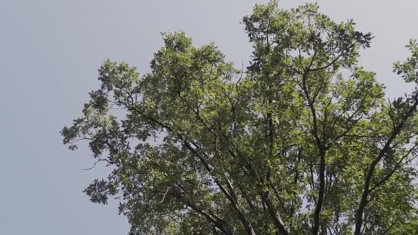 Os topos das árvores contra o céu. Coroas de árvores verdes. Vista do céu através das árvores de baixo . — Vídeo de Stock