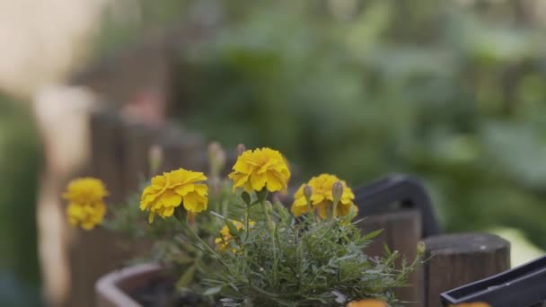 Цветок Tagetes patula в саду. Цветы Marigold Tagetes patula. Красивая группа желтые и красные цветы Tagetes Patula — стоковое видео