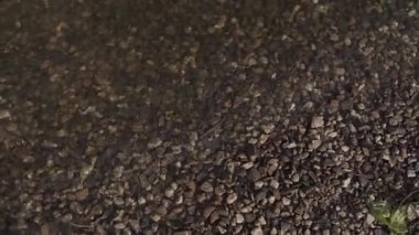 Akşam Taşlı bir kumsalda closeup.