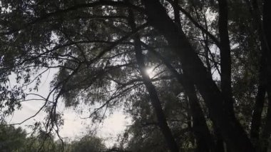 Güneş içinde çam dalları ve yaprakları ağaçların güneş parlayan Forest.Sunbeams ahşap ile hareket halinde bırakır. Güneş Peaking ile Branches.Sun ışınları çam ormanı steadycam içinde hareket