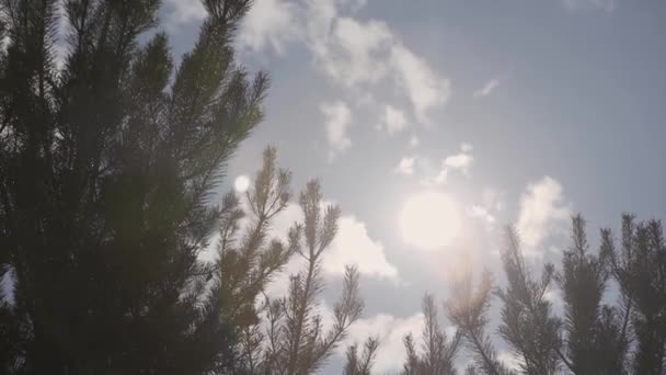 Solen skiner solstrålar genom grenar och blad av träd i Pine Forest.Sunbeams genom trä lämnar i rörelse. Solen topp genom Branches.Sun strålar i pine forest steadycam flytta — Stockvideo