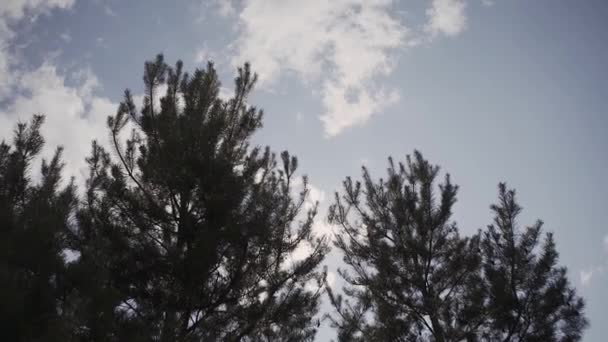 Sol Rayos de sol brillantes a través de ramas y hojas de árboles en el bosque de pinos. Rayos de sol a través de hojas de madera en movimiento. Sol pico a través de las anclas Rayos .Sun en el bosque de pinos steadycam movimiento — Vídeos de Stock