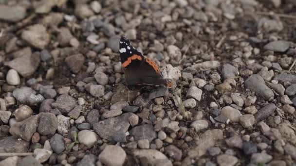 Malý motýl záškuby a snaží se odpočívat na skále jako ites křídla — Stock video