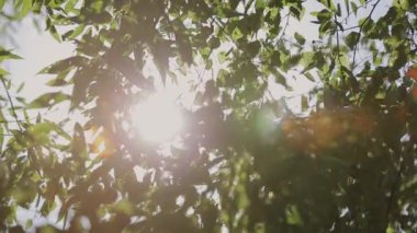 Güneş içinde çam dalları ve yaprakları ağaçların güneş parlayan Forest.Sunbeams ahşap ile hareket halinde bırakır. Güneş Peaking ile Branches.Sun ışınları çam ormanı steadycam içinde hareket