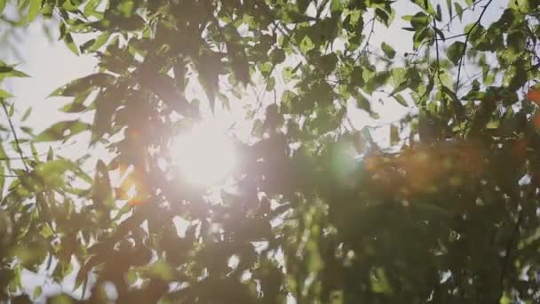 Soleil Rayons de soleil à travers les branches et les feuilles d'arbres dans la forêt de pins. Rayons de soleil à travers les feuilles de bois en mouvement. Soleil culminant à travers les branches.Rayons de soleil dans la forêt de pins mouvement steadycam — Video