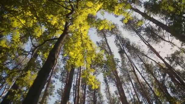 Vista inferior de ramas de árboles y nubes . — Vídeos de Stock