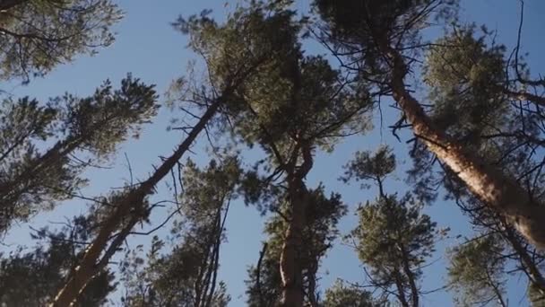 Bottom view of tree branches and clouds. — Stock Video
